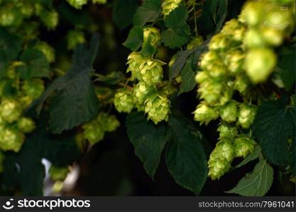 Flowers of the hops plant, Humulus lupulus, growing near Nelson, New Zealand