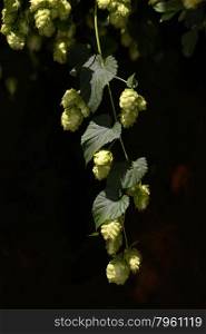 Flowers of the hops plant, Humulus lupulus, growing near Nelson, New Zealand