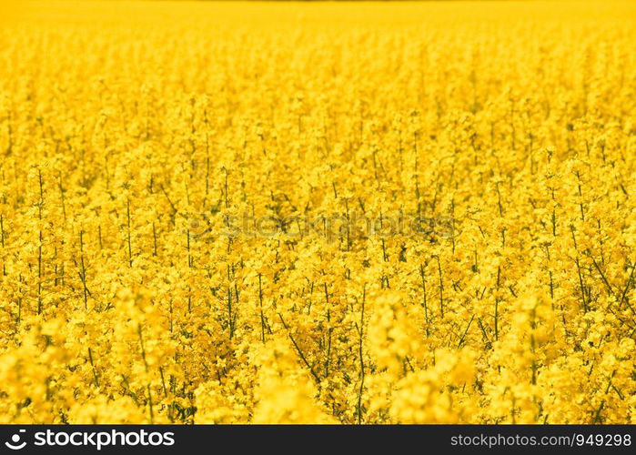 Flowers of the rape. Shallow depth of field.