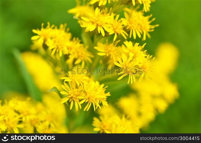 Flowers of the Sint Jacobs Herb or Hypericum perforatum.