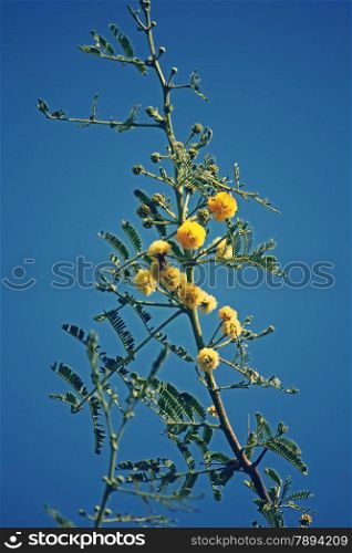 Flowers of Vachellia nilotica, Acacia Nilotica, Babhul tree, India. Vachellia nilotica widely known as Acacia nilotica or the common names gum arabic tree, Egyptian thorn, Sant tree, Al-sant or prickly acacia, thorn mimosa.