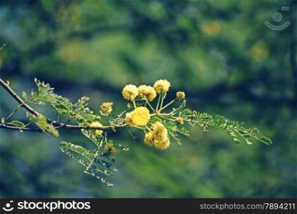 Flowers of Vachellia nilotica, Acacia Nilotica, Babhul tree, India. Vachellia nilotica widely known as Acacia nilotica or the common names gum arabic tree, Egyptian thorn, Sant tree, Al-sant or prickly acacia, thorn mimosa.