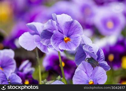 Flowers of viola . Viola flowers blossom in the springtime