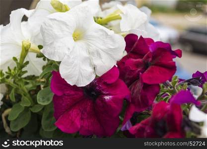 Flowers of white and red petunia