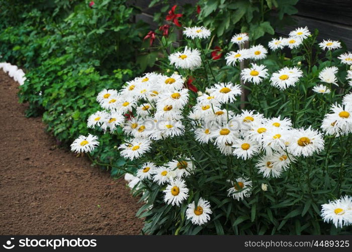 flowers of white daisy growing in flowerbed