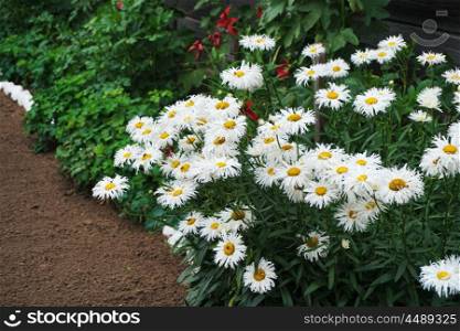 flowers of white daisy growing in flowerbed
