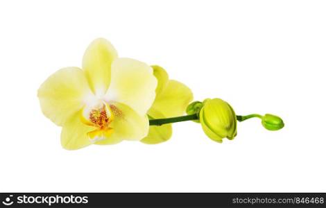 Flowers of yellow Phalaenopsis Orchid isolated on a white background
