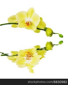Flowers of yellow Phalaenopsis Orchid isolated on a white background reflected in a water surface with small waves