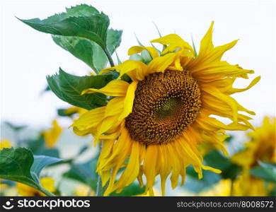 Flowers of yellow sunflowers closeup
