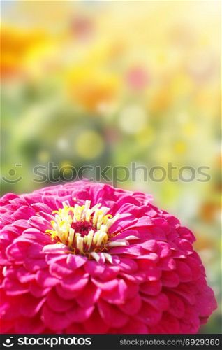 flowers of zinnia in the sunny rays. flowers of zinnia in the sunny rays in the summer garden. Summer garden with tender sun beams