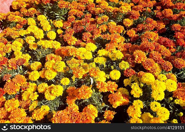 Flowers on a grave, Xochimilco, Mexico City, Mexico