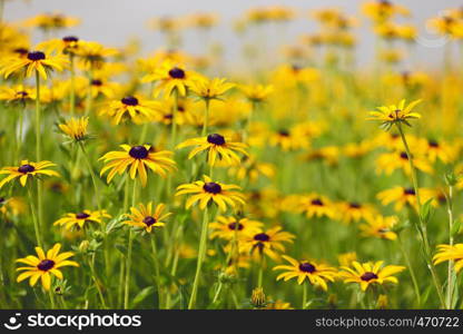 flowers on a meadow, close-up