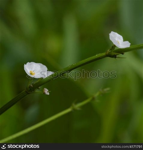 Flowers on a plant, Thailand