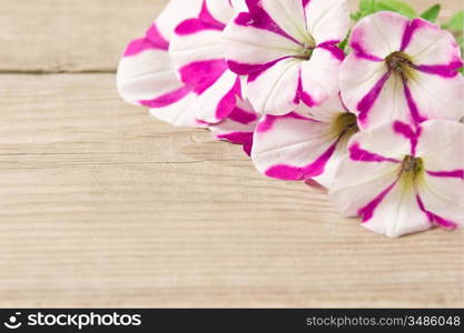 flowers on a wooden background