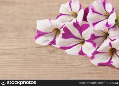 flowers on a wooden background