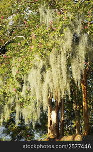 Flowers on branches of a tree, Charleston, South Carolina, USA