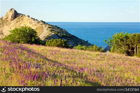 "Flowers on coastline of "Novyj Svit" reserve (Crimea, Ukraine, "Capchik Cape" on background)"