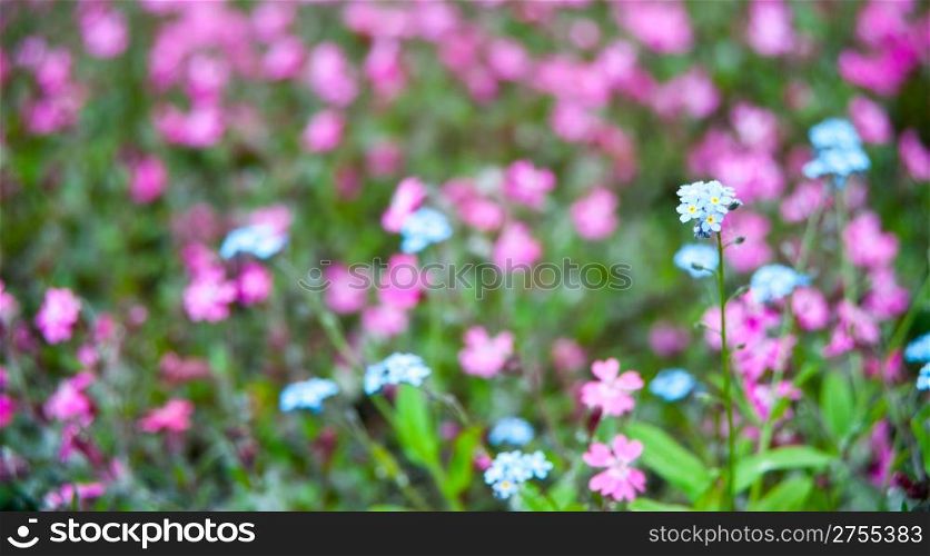 Flowers on field. A field with spring blossoming flowers