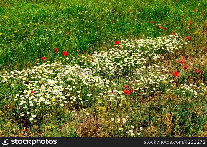 flowers on green field