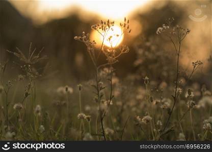 flowers on ground sunset