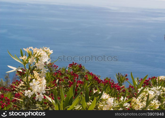 Flowers on the background sea