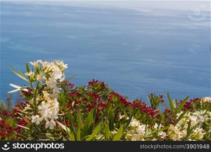 Flowers on the background sea