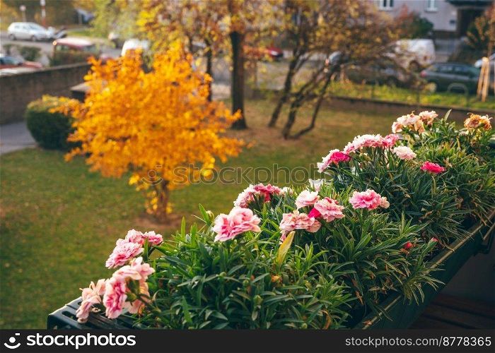 Flowers on the balcony and orange leaves tree in the garden in Autumn. Natural floral background. Autumn season. Gardening. Pink flowers on the balcony in Autumn