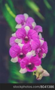 Flowers Orchid ( Dendrobium pink ) on green leaves background (Vintage filter effect used)