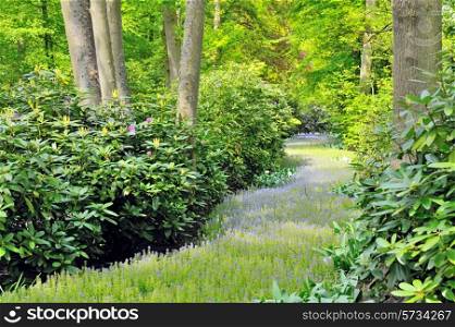 flowers path and green forest in spring time