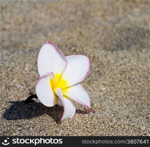 flowers Plumeria alba on the sandy