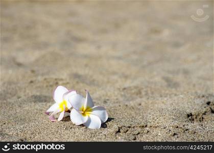 flowers Plumeria alba on the sandy