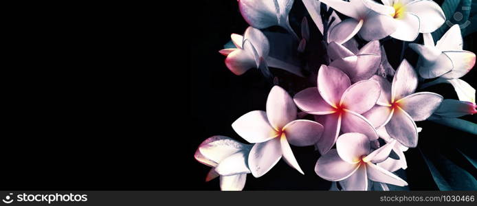 Flowers plumeria on black background copy space