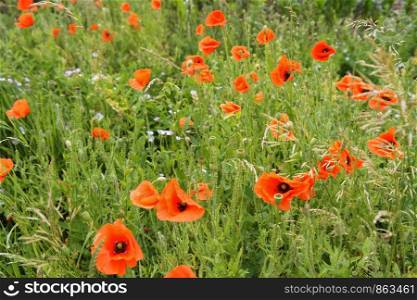 flowers poppies in the meadow, floral background, blooming green plants. flowers poppies in the meadow, blooming green plants, floral background