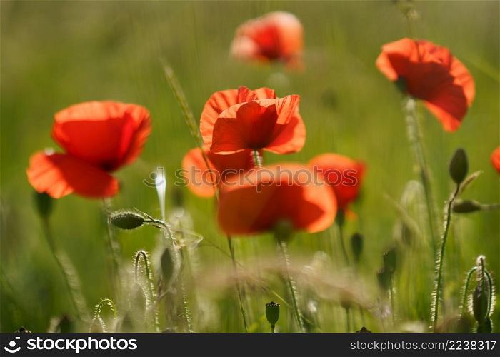 Flowers Red poppies blossom on wild field. Beautiful field red poppies with selective focus. Red poppies in soft light. Opium poppy. Natural drugs. Glade of red poppies. Lonely poppy. Soft focus blur. Poppy meadow in the beautiful light of the evening sun