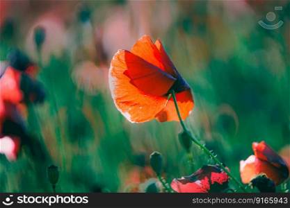 Flowers Red poppies blossom on wild field. Beautiful field red poppies with selective focus. Red poppies in soft light. Opium poppy. Natural drugs. Glade of red poppies. Lonely poppy. Soft focus blur. Beautiful field of red poppies in the sunset light