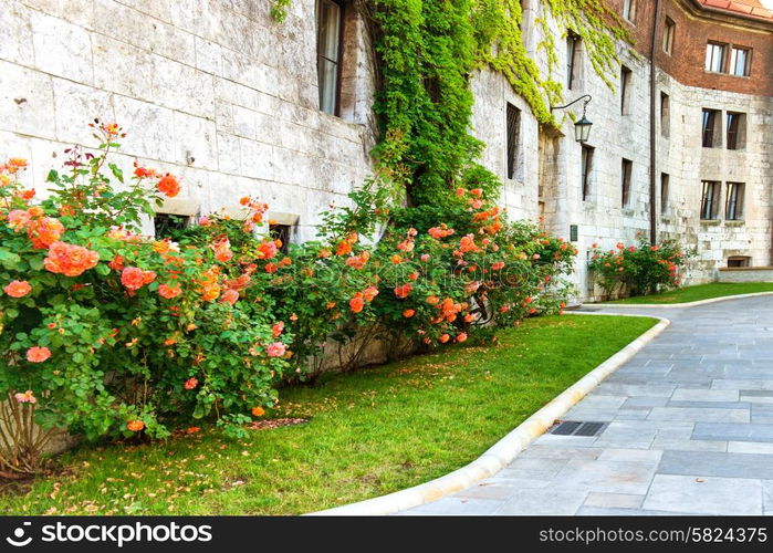 Flowers- red roses on the old street in Europe.