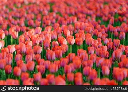 Flowers: red tulips in the garden, blurred background