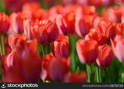 Flowers: red tulips in the garden, blurred background