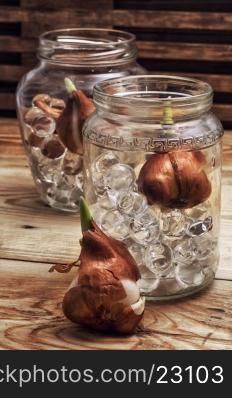 Flowers sprouted in glass jars