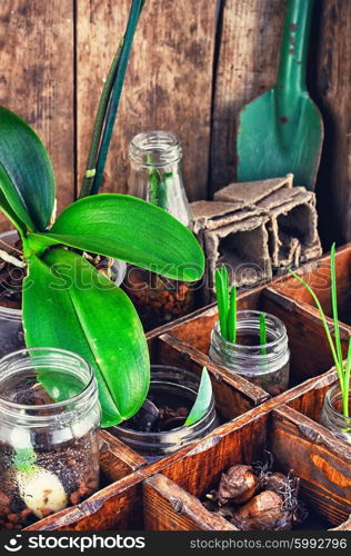 Flowers sprouted in glass jars