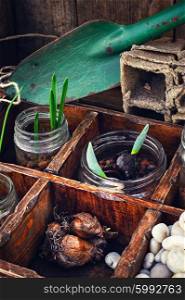 Flowers sprouted in glass jars. Sprouts germinated plants in spring in a stylish wooden box