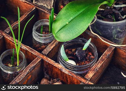 Flowers sprouted in glass jars. Sprouts germinated plants in spring in a stylish wooden box