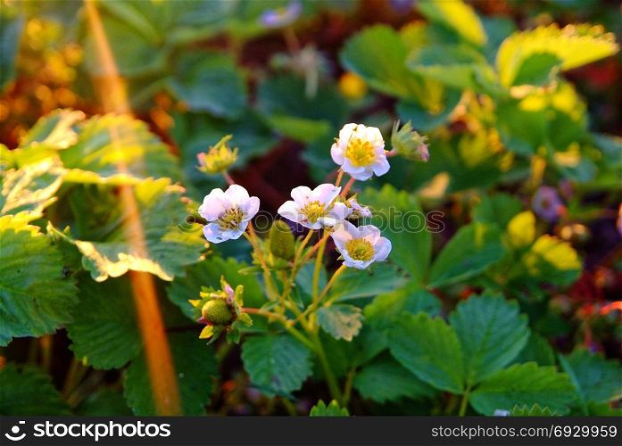flowers strawberry in the sun in summer. flowers strawberry in the sun in summer, Russia