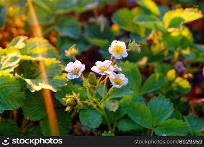 flowers strawberry in the sun in summer. flowers strawberry in the sun in summer, Russia