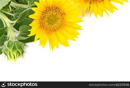 flowers sunflowers on a white background