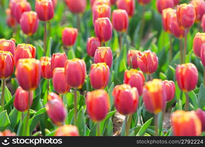 Flowers tulips in the garden