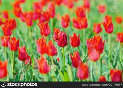 Flowers tulips in the garden