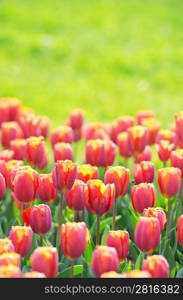 Flowers tulips in the garden