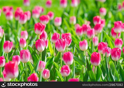 Flowers tulips in the garden