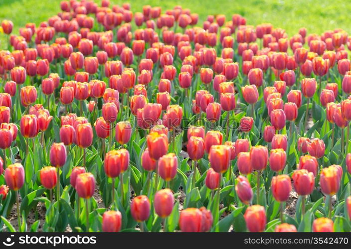 Flowers tulips in the garden